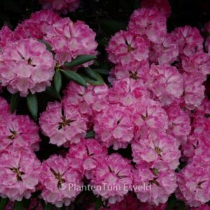 Rhododendron 'Barmstedt'