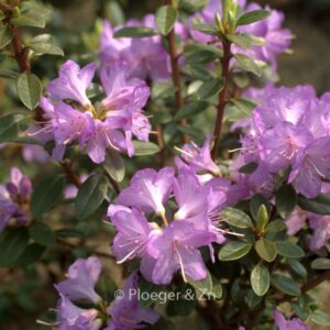 Rhododendron 'Barto Alpine'