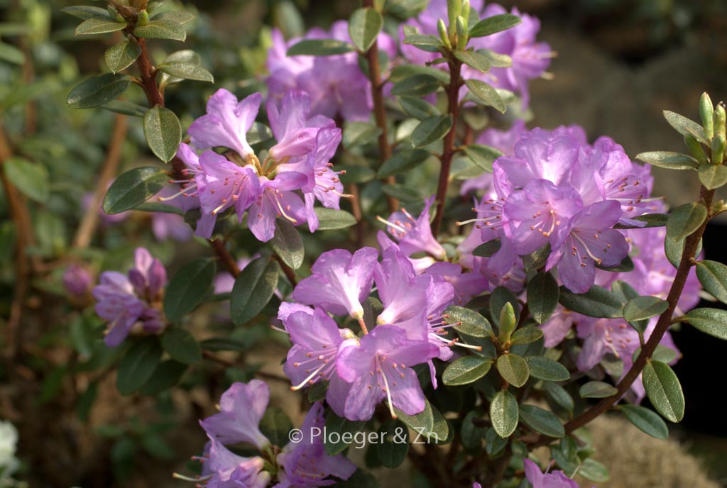 Rhododendron 'Barto Alpine'