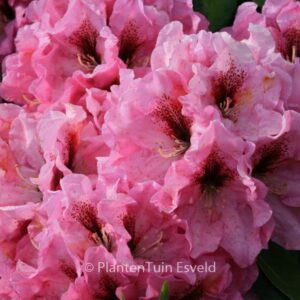 Rhododendron 'Ben Moseley'