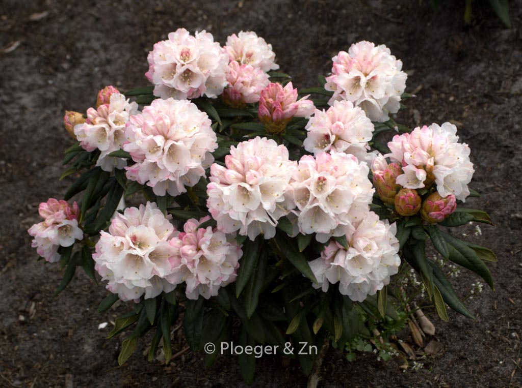 Rhododendron 'Blewbury'