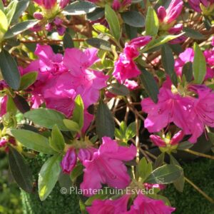 Rhododendron 'Blue Danube' (Azalea)