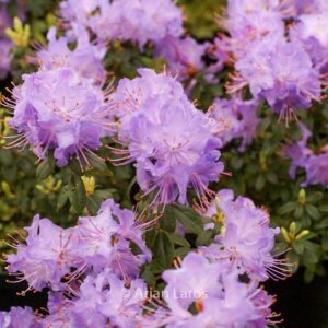 Rhododendron 'Blue Stone'