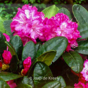 Rhododendron 'Blurettia'