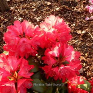 Rhododendron 'Bohlken's Roter Stern'