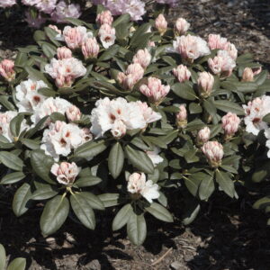 Rhododendron 'Bohlken's Snow Fire'