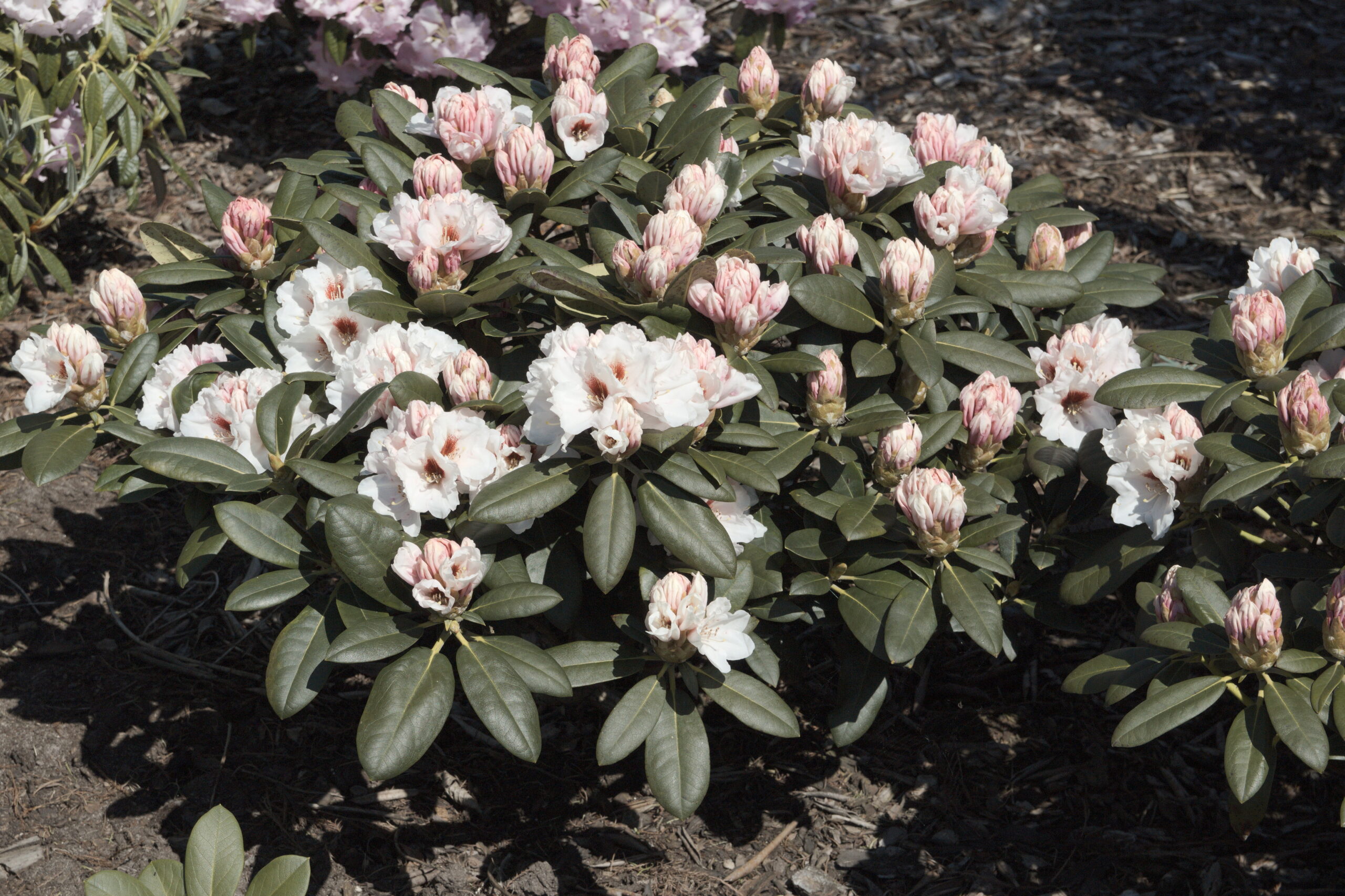 Rhododendron 'Bohlken's Snow Fire'