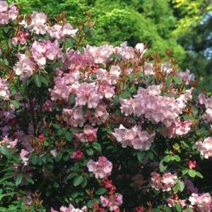 Rhododendron 'Bow Bells'