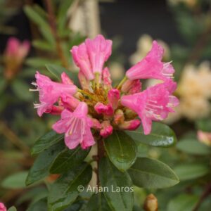 Rhododendron 'Brambling'