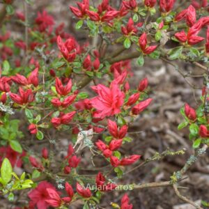 Rhododendron 'Campfire' (Azalea)