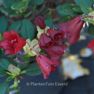 Rhododendron 'Carmen'