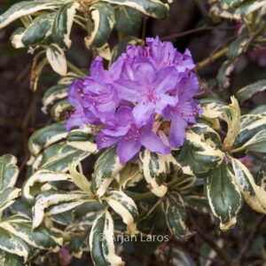 Rhododendron 'Carolina Spring'