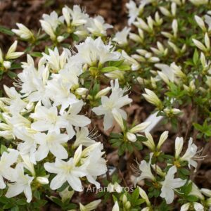 Rhododendron 'Cascade' (Azalea)