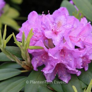 Rhododendron 'Catawbiense Grandiflorum'