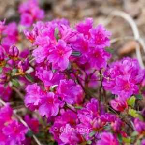 Rhododendron 'Christina' (Azalea)