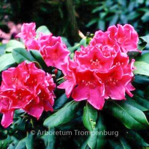 Rhododendron 'Claudine'