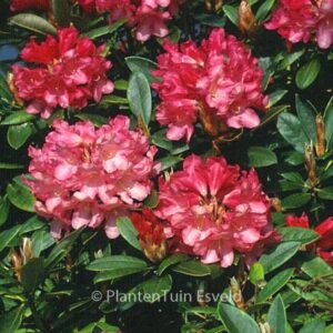 Rhododendron 'Clivia'