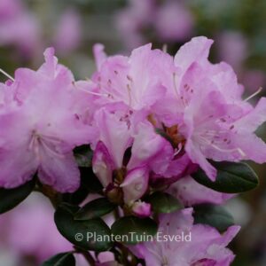 Rhododendron 'Conewago'