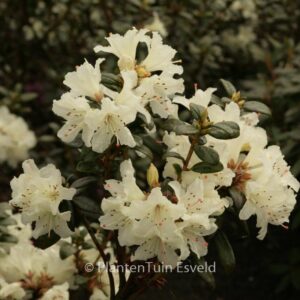 Rhododendron 'Cream Crest'
