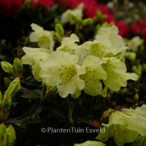 Rhododendron 'Curlew'