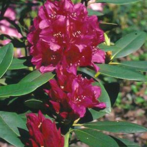 Rhododendron 'Dr. H.C. Dresselhuys'