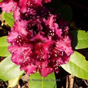 Rhododendron 'Dramatic Dark'