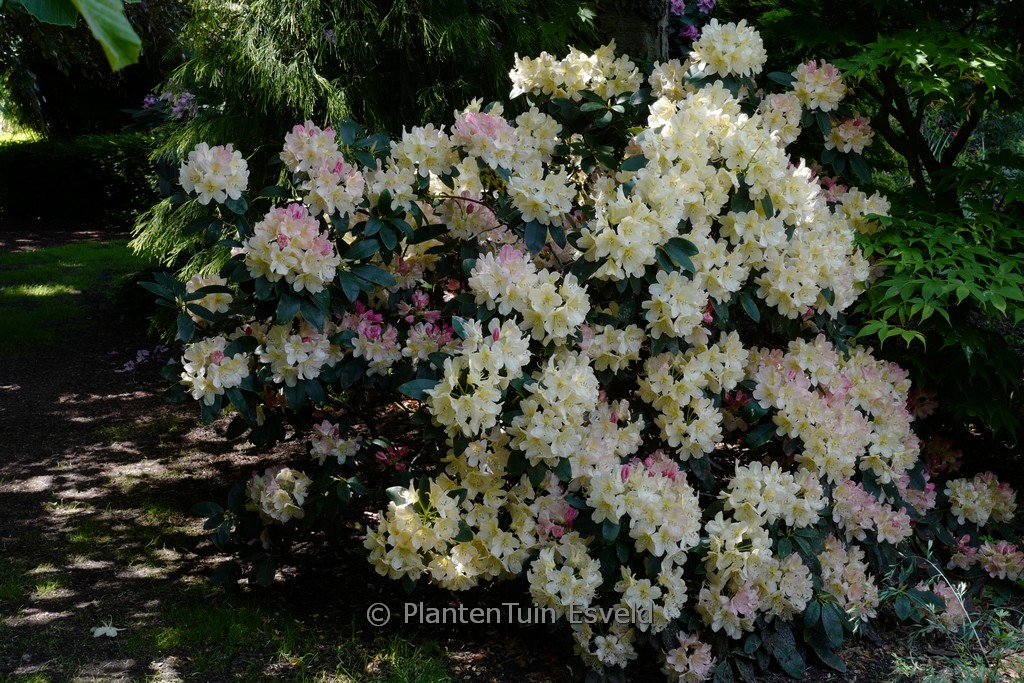 Rhododendron 'Dreamland'