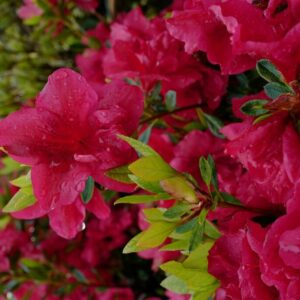 Rhododendron ENCORE AUTUMN FIRE 'Roblez' (Az)