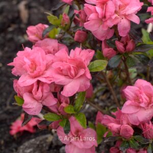 Rhododendron 'Edna Bee' (Azalea)