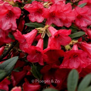 Rhododendron 'Elizabeth'