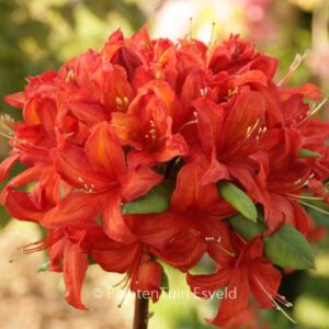 Rhododendron 'Embley Crimson' (Azalea)