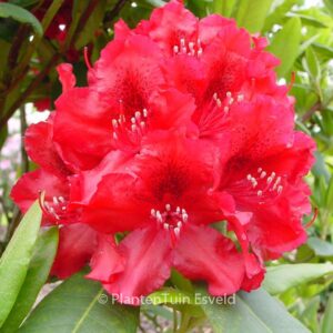 Rhododendron 'Erato'