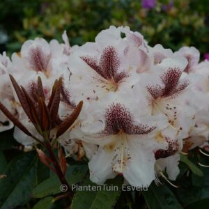 Rhododendron 'Extraordinaire'