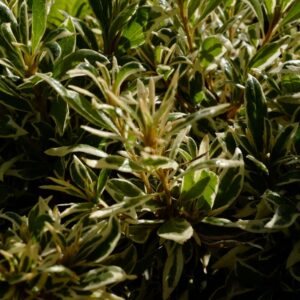 Rhododendron 'Farrow' (BOLLYWOOD) (Azalea)