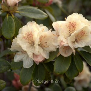 Rhododendron 'Festivo'