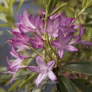 Rhododendron 'Fragrans'