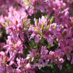Rhododendron 'Fraseri'