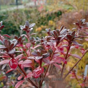 Rhododendron 'Fridoline' (Azalea)