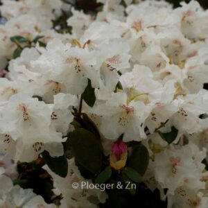 Rhododendron 'Gartendirektor Rieger'