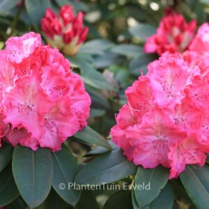 Rhododendron 'Germania'