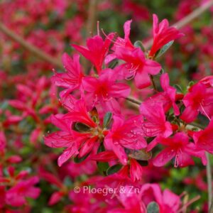 Rhododendron 'Girard's Unsurpassable' (Azalea