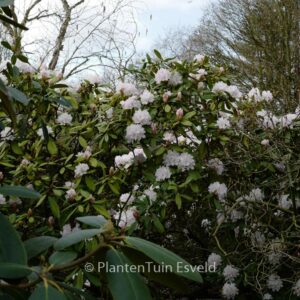 Rhododendron 'Glennyanum'