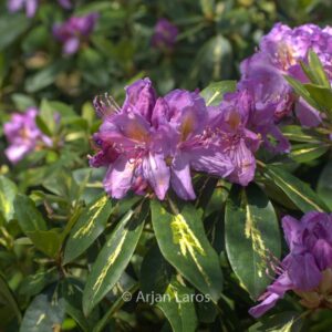 Rhododendron 'Goldflimmer'