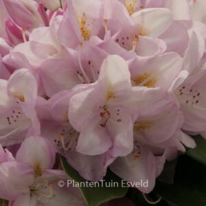 Rhododendron 'Gomer Waterer'