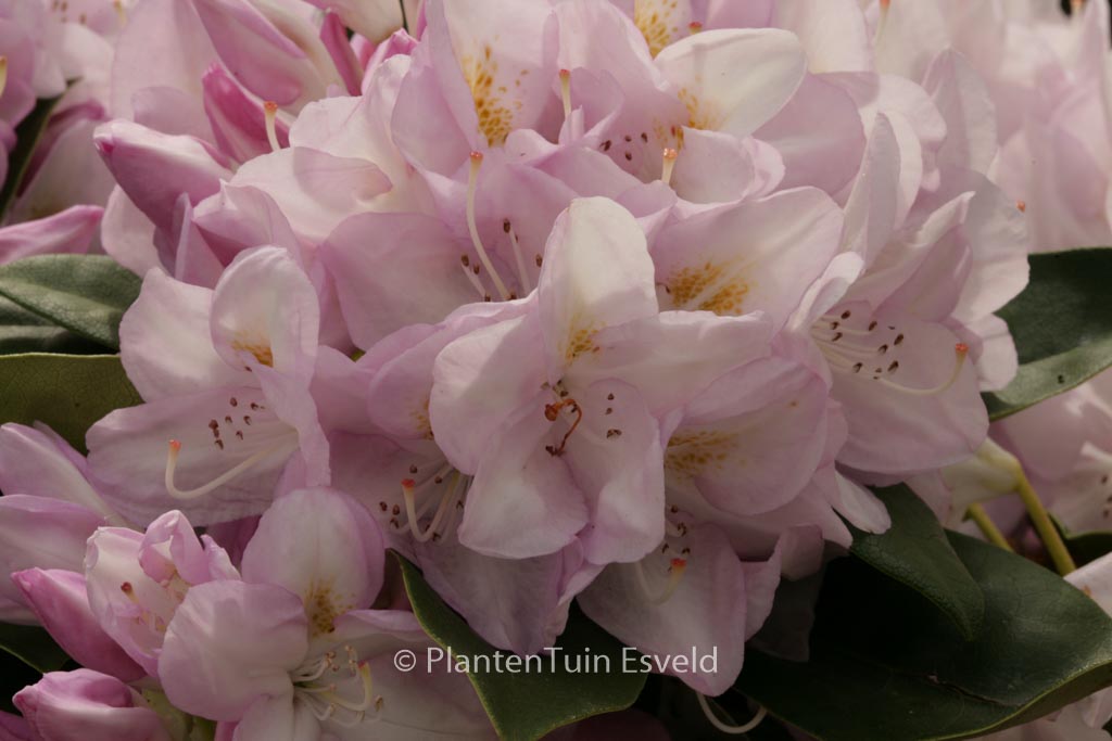 Rhododendron 'Gomer Waterer'