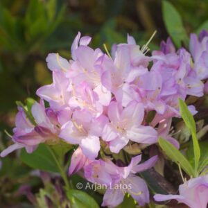 Rhododendron 'Gowenianum'
