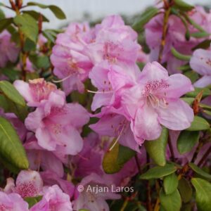 Rhododendron 'Gustav Luettge'
