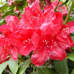 Rhododendron 'Hachmann's Feuerschein'