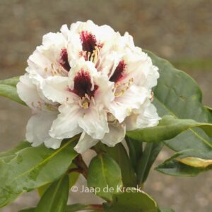 Rhododendron 'Hachmann's Picobello'