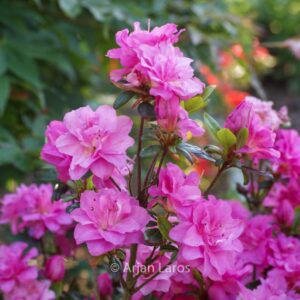 Rhododendron 'Hachrosi' (ROSINETTA) (Azalea)